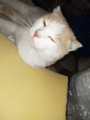 американский вислоухий кот: Шотладская вислоухая — 7