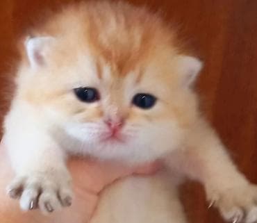 pisik cantasi: Britan, Erkək, Yaxşı əllərə, Ünvandan götürmə — 1