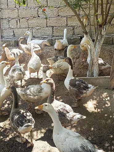Salam yerli qazlar 27manat 31dene qazdi emircan lalafo.az -da Salam yerli qazlar 27manat 31dene qazdi emircan
