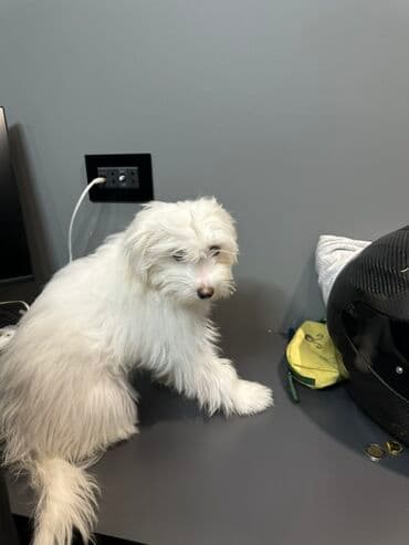 itlər satışı: Malta bolonka, 4 ay, Dişi — 6