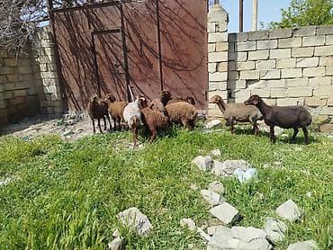 qoyun satilir: Qoyun sürüsü satılır Salam 5 qoyun 5 qüzû satılır ünvan novxanı cavan — 3