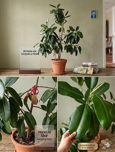 ev tipi çadır: Ficus elastica (Kauçuklu Fikus) – dekorativ otaq bitkisi - Qalın — 6