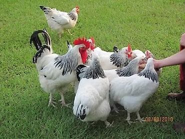 pomeranian satış: Toyuq, Adler, Damazlıq — 1