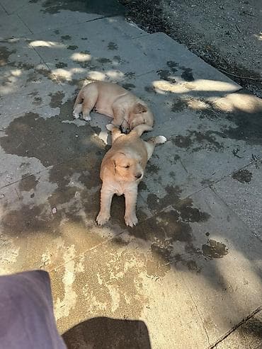 it qovan aparat: Retriever, 1 ay, Dişi, Peyvəndli, Ödənişli çatdırılma — 6