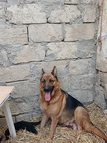 heyvan rezini: Alman çoban iti, 1 ay, Ödənişli çatdırılma — 4