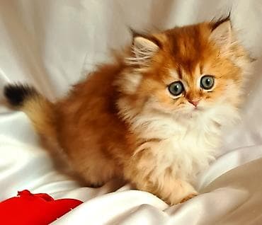 Digər heyvanlar: Erkək, Ünvandan götürmə — 5