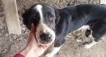 1 il, Dişi, Ünvandan götürmə lalafo.az -da 1 il, Dişi, Ünvandan götürmə