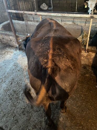 satiliq inekler: Ünvan məhəmmədi kök maldı — 1