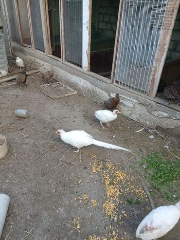 gence toyuq cuce: Digər quşlar — 2