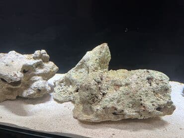 akvarium filteri: Okean dashlari satilir trafeus saxliyanlar ucun okean akvariumu ucun — 2