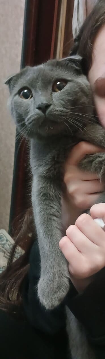 cins pisik: Şotland, Erkək — 2