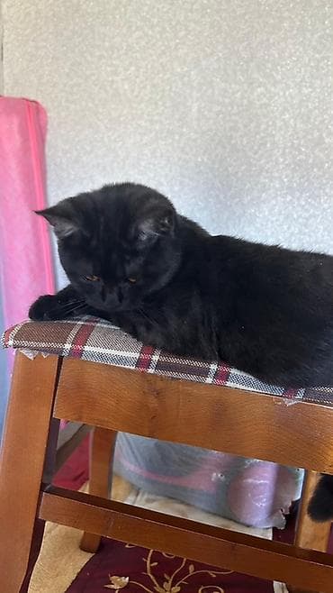 pulsuz pisiy: Britan, Erkək, Ünvandan götürmə — 1