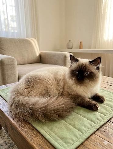 cins qoyunlar: Erkək — 2