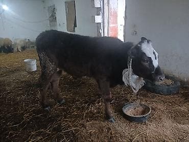 Mazda: Diși göbəkli 7ayLlq disi danadlr. dananln anaslvə anaslnln anaslda — 2