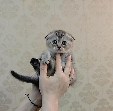 Şotland ve Britan pişiklerin cutleşmesinden doğulan 1 eded bala Tam