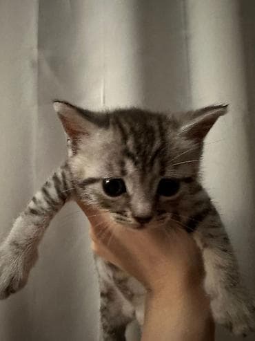 balaca itler satilir: Şotland yastı qulaq — 7