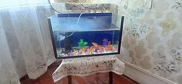 aqvarium: Akvaryum butun hamisi baliq qarisiq dəst verilir. - Şüşə akvaryum — 1