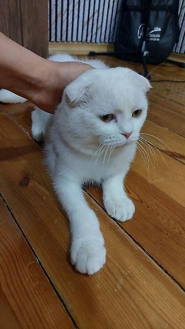 pers pişik: Şotland yastı qulaq, Erkək, Yaxşı əllərə, Ödənişli çatdırılma — 1