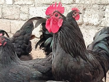 Məhsul:Alman sortu olan australorp cins 1 il 1 aylıq xoruzlar — 5