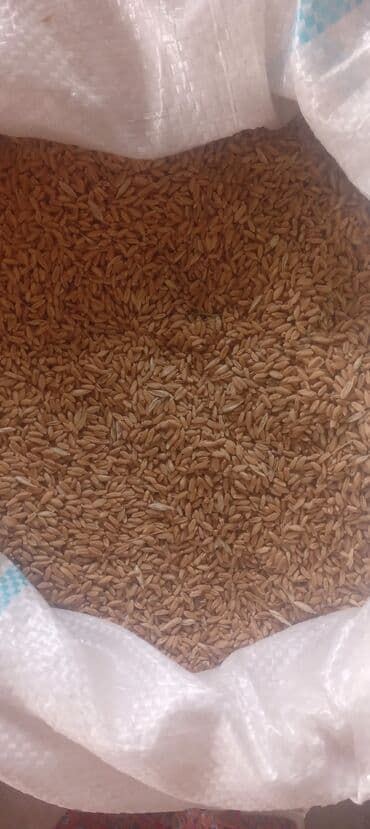 туалет для кошек: Məhsul: Buğda dənəsi (qabıqlı/çılpaqlaşdırılmamış) Təsvir: - — 1