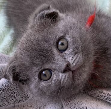 pişik latoku: Şotland yastı qulaq, Erkək, Dişi, Ödənişli çatdırılma, Ünvandan götürmə — 14