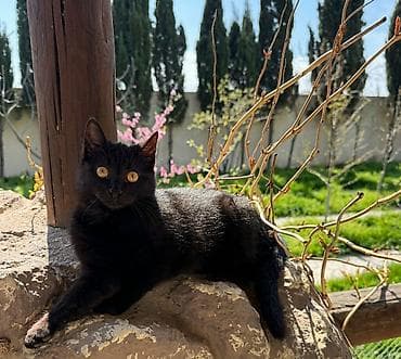 etibarli ellere pisik verirem: ⚠️Pişiklərə düzgün qayğı göstərməyə, keyfiyyətli yemlə təmin etməyə — 1