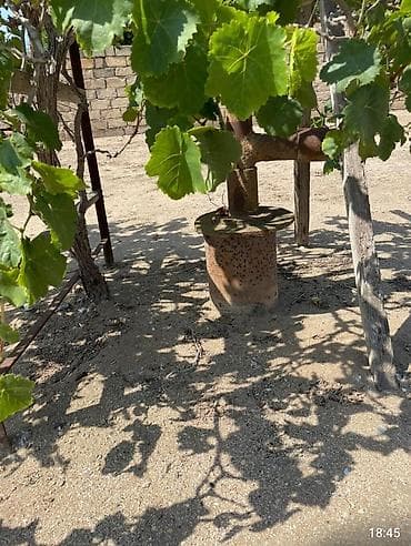 25 sot, Tikinti, Barter mümkündür, Bələdiyyə