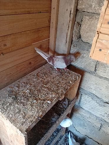 Serinka mayadı ünvan Mərdəkan lalafo.az -da Serinka mayadı ünvan Mərdəkan