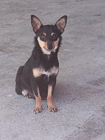 malinois satilir: Miniature Pinscher və şivava qarışığı cins həyət itləri satılır. Erkək — 3