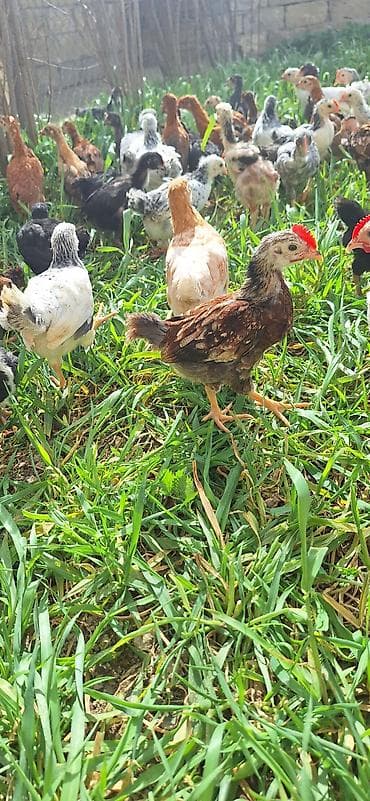 Kənd təsərrüfatı quşları: Toyuq cücələri, Damazlıq, Pulsuz çatdırılma — 1