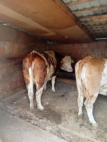 Satılır: Simmental tipli 2 baş iri buynuzlu heyvan Xüsusiyyətlər: -
