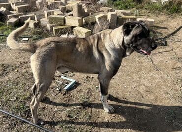 Pişiklər: Kanqal, 2 il, Erkek, Ünvandan götürmə — 3