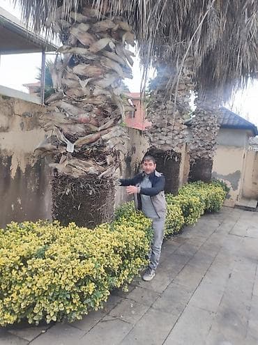 palma satisi: Palma wasinqton istənilən fəslində əkilir zəmanət verilir dərmanlanir — 8