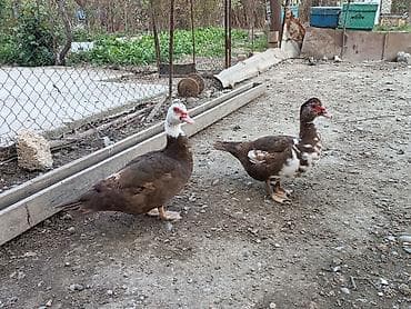 Dişi, | Lal ördək, Ətlik, Ünvandan götürmə