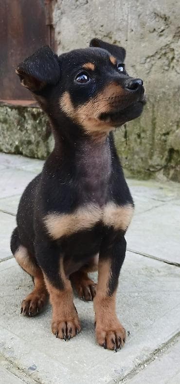 itlerin ucuz qiymete satisi: Satilir 3 ayliqdi peyvəndi bir dəfə vurulub evi və xaltasi ustundə — 3