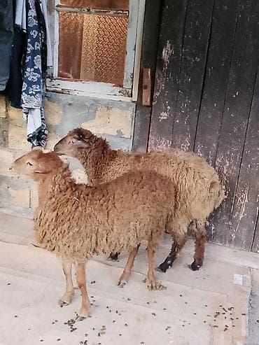 dovşan satılır: Salam aleykum quzular satılır ağ baş 290 manat o biri 330 manat — 5