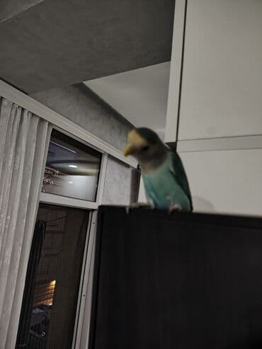 tutuquşu yuvası: Məhsul: Sevgi tutuquşu (Agapornis) Təsvir: - Rəng palitrası — 1