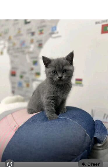 pulsuz it verilir: 50 ile 250 arasi cins saf qan saqlam pisiklerimiz var unvana — 3