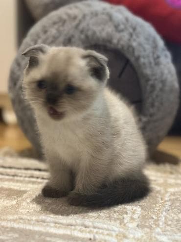 pişik qabı: Şotland, Erkək, Dişi — 3