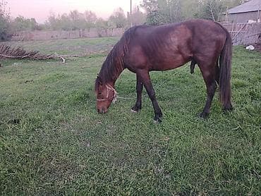 etlik inek cinsleri: Satılır: Qəhvəyi rəngdə at - Növ: Yük və minik üçün uyğun yerli at - — 5