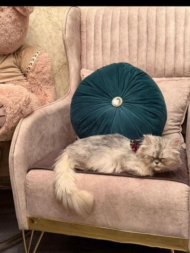 Digər heyvanlar: Fars — 2