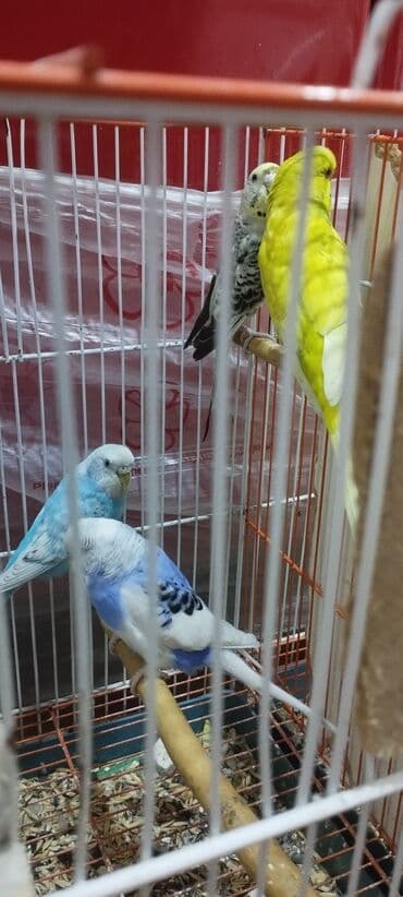 hazır hicablar: Hazır balalayan iki cüt tutuquşular. Yaxşı bala verirlər. Qiymət bir — 6