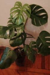 zolotoy us bitkisi: Monstera deliciosa (Swiss cheese plant) – dekorativ otaq bitkisi - — 1