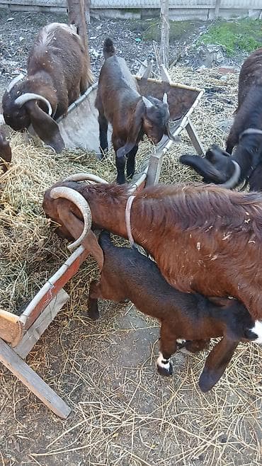 С/х животные и товары: Boer tipli keçilər – ana və balalar Təsvir: - Şəkillərdə Boer mənşəli — 3