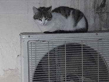 bala pisik adlari: Dişi, Yaxşı əllərə — 7