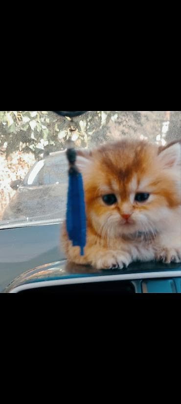 pişim: Britan, Yaxşı əllərə — 7