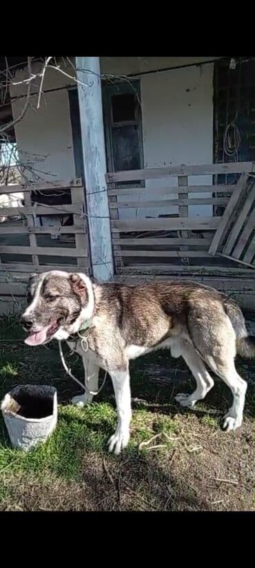 Gəmiricilər: Qurdbasar, 2 il, Erkek, Peyvəndli, Ünvandan götürmə — 2