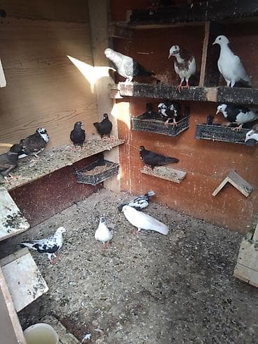 Quşlar: 21 quşdu optum biri 3 azn. tək tək seç götür 5 azn — 4