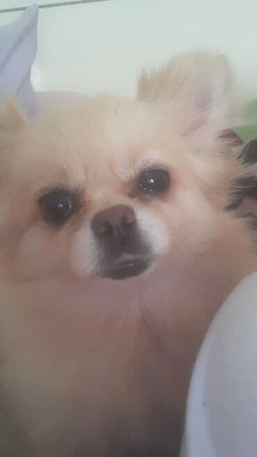 приют для собак баку: Шпиц, 2 месяца, Самка, Бесплатная доставка — 2