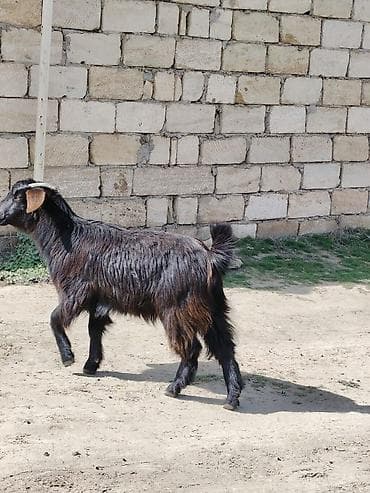 beyləqan sortu qoyun və quzuları: Dişi, Hələb, il: 1, Damazlıq — 2